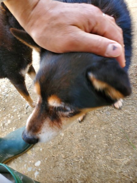 f：id：roukenhome-ann：20200406130127j：plain