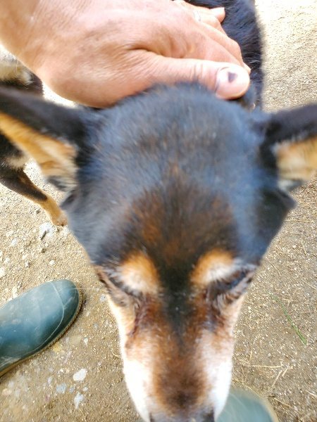 f：id：roukenhome-ann：20200406130131j：plain