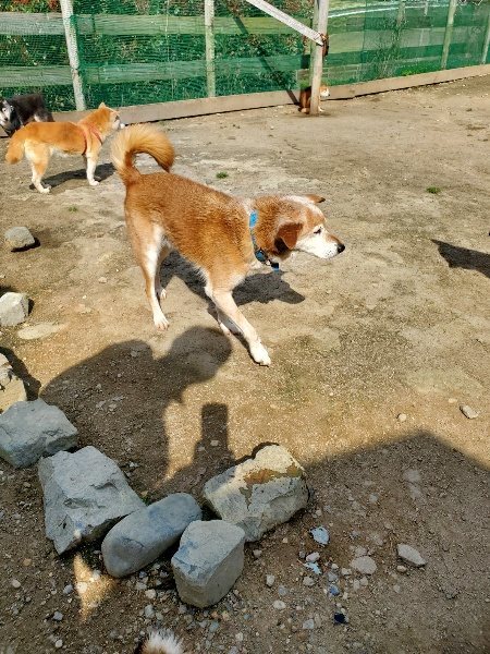 f：id：roukenhome-ann：20200406130136j：plain