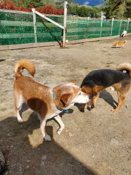 f：id：roukenhome-ann：20200406130147j：plain