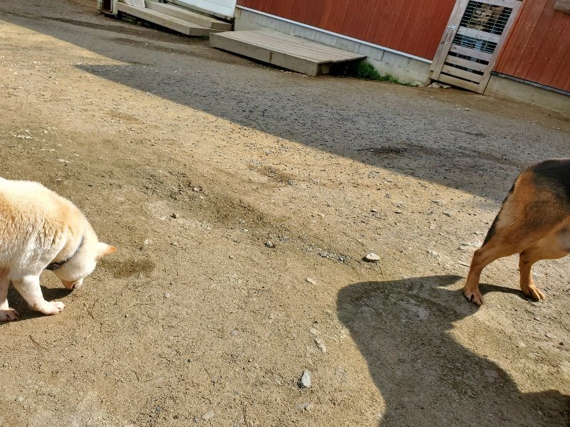 f：id：roukenhome-ann：20200406130223j：プレーン