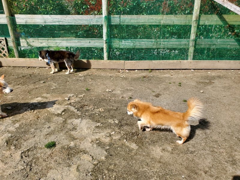 f：id：roukenhome-ann：20200406130236j：プレーン