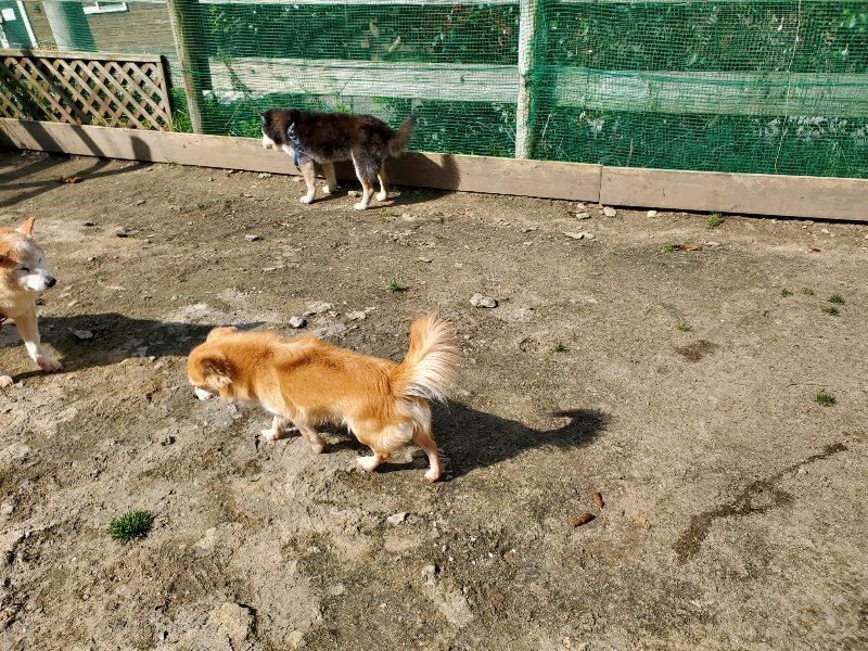 f：id：roukenhome-ann：20200406130242j：プレーン