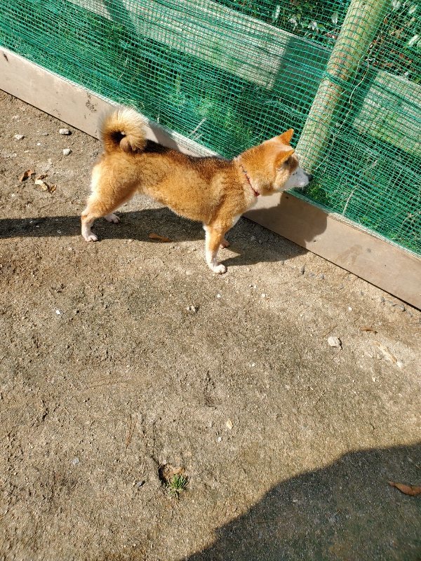 f：id：roukenhome-ann：20200406130248j：プレーン