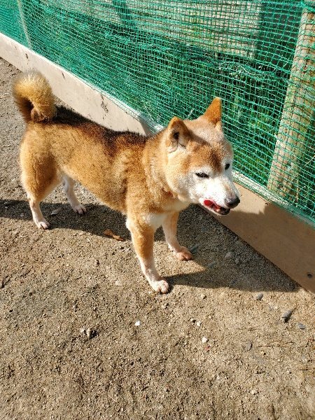 f：id：roukenhome-ann：20200406130302j：plain