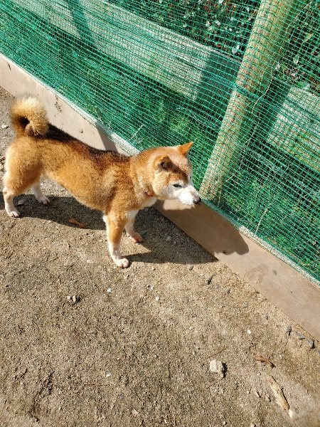 f：id：roukenhome-ann：20200406130307j：plain