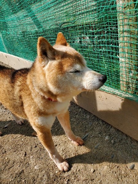 f：id：roukenhome-ann：20200406130312j：plain