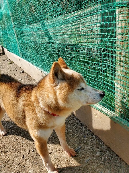 f：id：roukenhome-ann：20200406130317j：plain