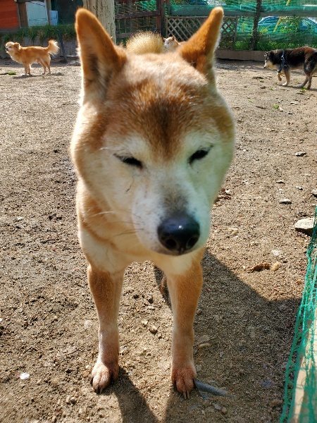 f：id：roukenhome-ann：20200406130322j：プレーン