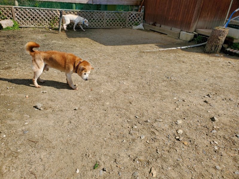 f：id：roukenhome-ann：20200406130335j：plain