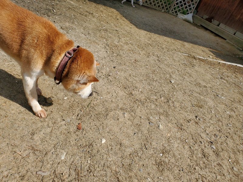 f：id：roukenhome-ann：20200406130342j：plain