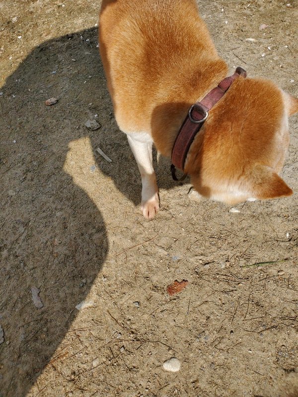 f：id：roukenhome-ann：20200406130348j：plain