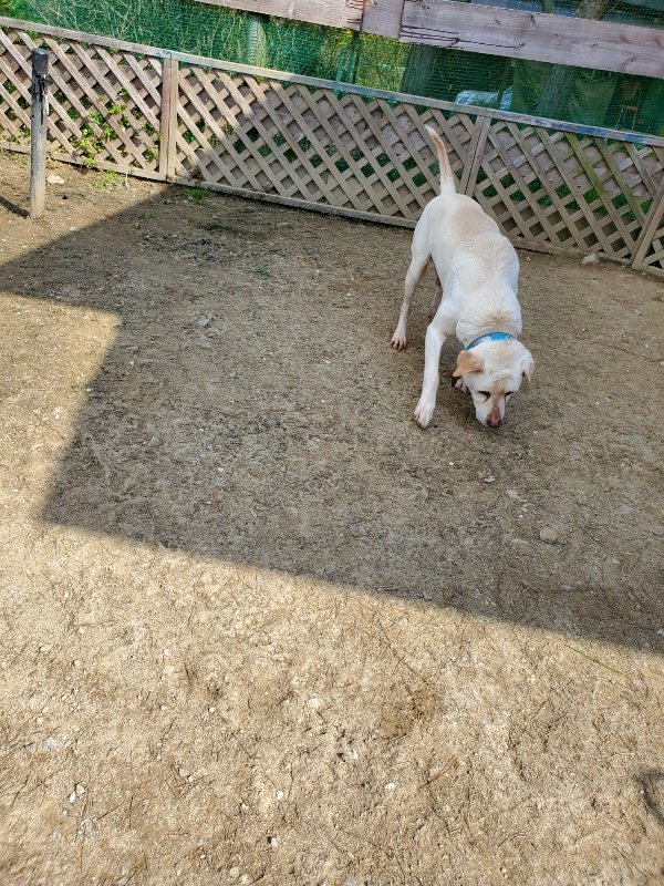 f：id：roukenhome-ann：20200406130408j：プレーン