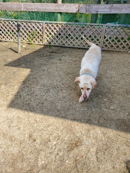 f：id：roukenhome-ann：20200406130414j：プレーン