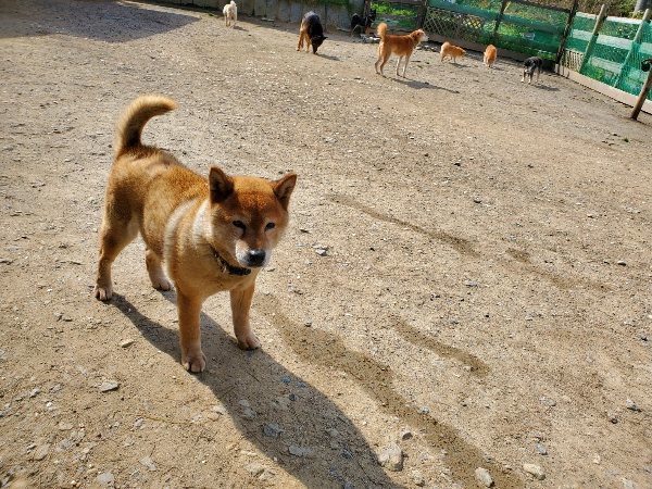 f：id：roukenhome-ann：20200406130419j：プレーン