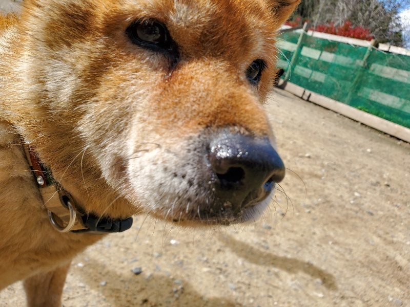 f：id：roukenhome-ann：20200406130424j：プレーン