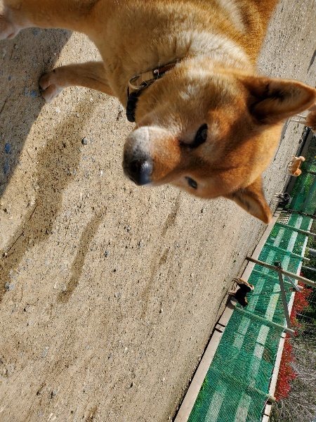 f：id：roukenhome-ann：20200406130428j：プレーン