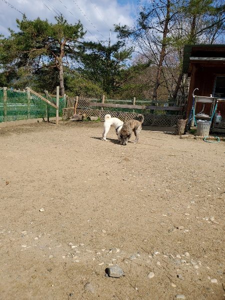 f：id：roukenhome-ann：20200406130457j​​：プレーン