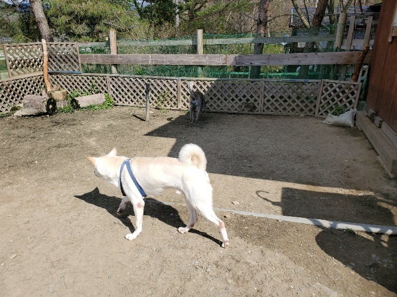 f：id：roukenhome-ann：20200406130515j：プレーン