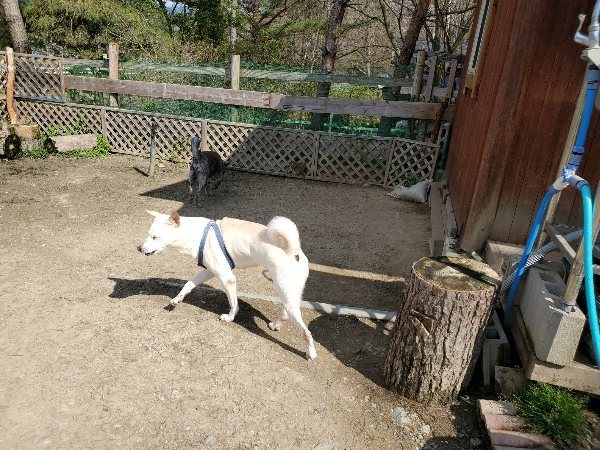 f：id：roukenhome-ann：20200406130520j：plain