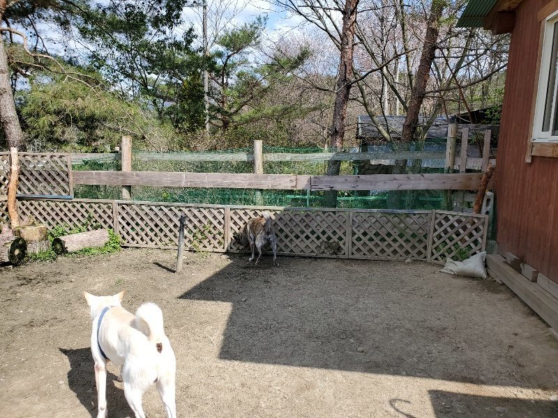 f：id：roukenhome-ann：20200406130529j：プレーン