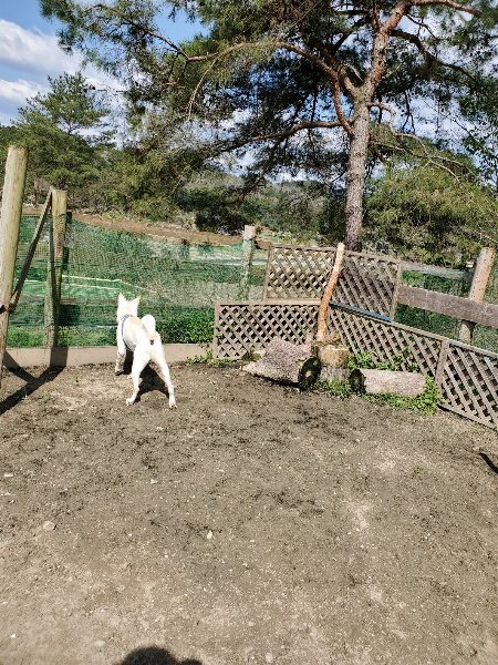 f：id：roukenhome-ann：20200406130538j：プレーン