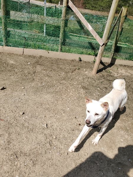 f：id：roukenhome-ann：20200406130544j：プレーン