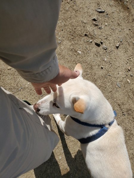 f：id：roukenhome-ann：20200406130557j：プレーン