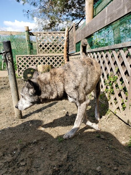 f：id：roukenhome-ann：20200406130623j：プレーン