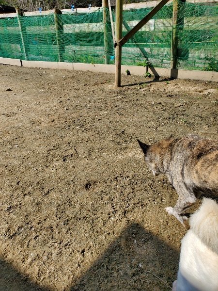 f：id：roukenhome-ann：20200406130629j：plain