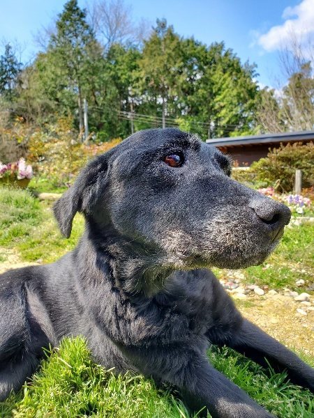 f：id：roukenhome-ann：20200406130634j：プレーン