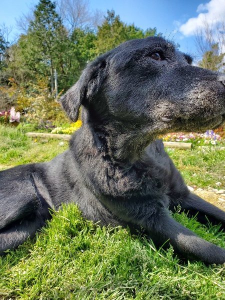 f：id：roukenhome-ann：20200406130642j：plain