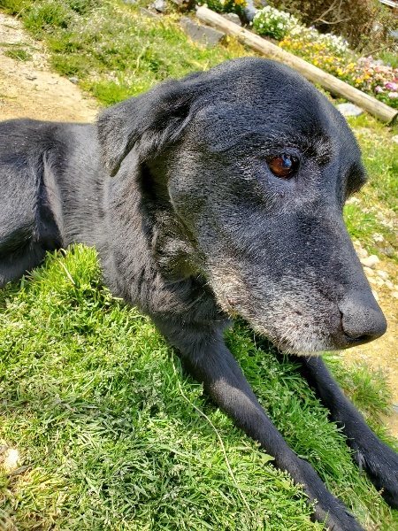 f：id：roukenhome-ann：20200406130648j：plain