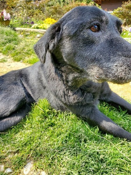 f：id：roukenhome-ann：20200406130654j：プレーン