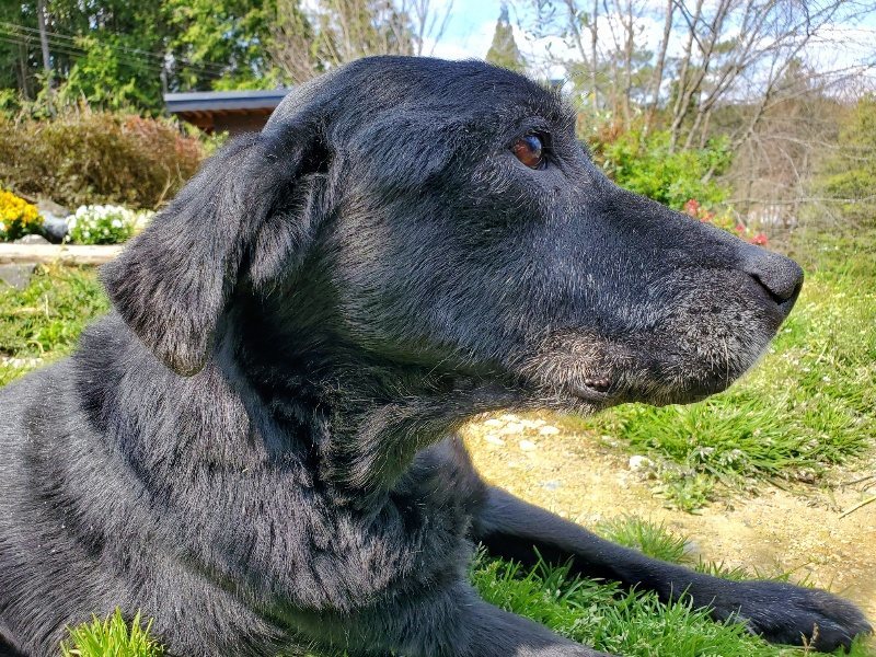 f：id：roukenhome-ann：20200406130700j：plain