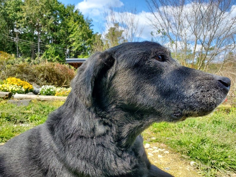 f：id：roukenhome-ann：20200406130706j：plain