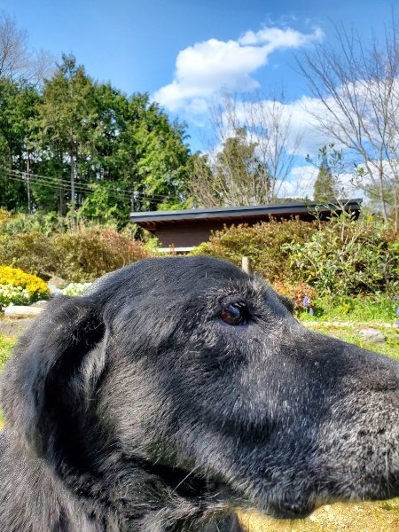 f：id：roukenhome-ann：20200406130711j：プレーン