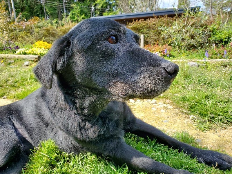 f：id：roukenhome-ann：20200406130718j：plain