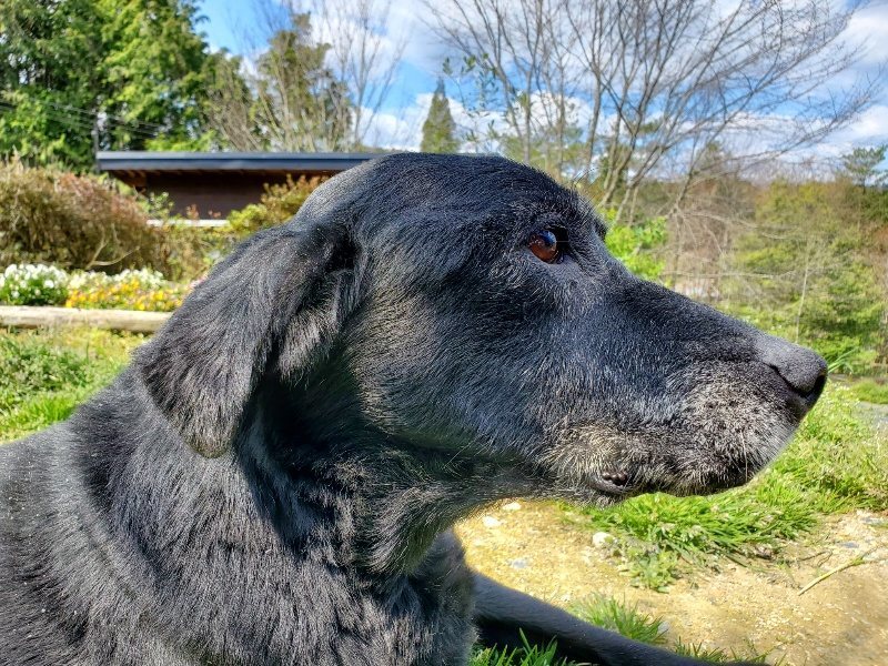 f：id：roukenhome-ann：20200406130723j：プレーン