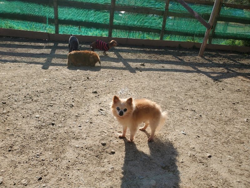 f：id：roukenhome-ann：20200406182112j：plain