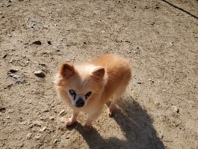 f：id：roukenhome-ann：20200406182247j：plain