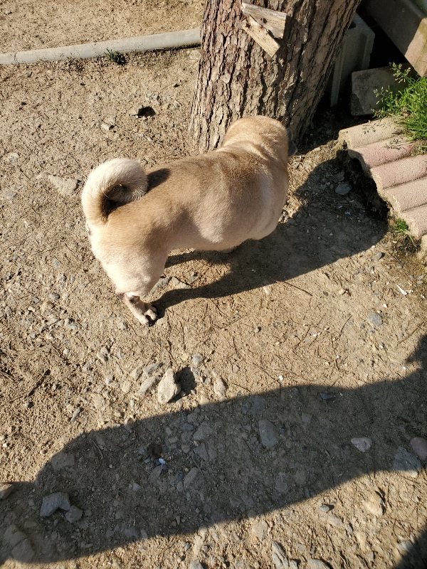 f：id：roukenhome-ann：20200406182300j：plain