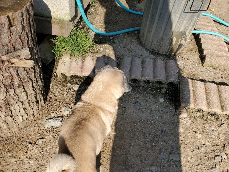 f：id：roukenhome-ann：20200406182312j：plain