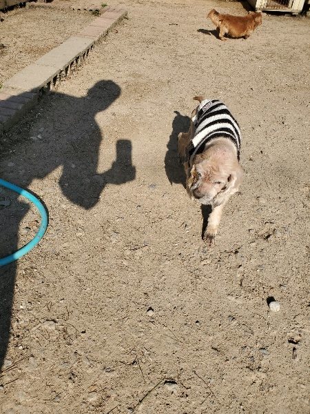 f：id：roukenhome-ann：20200406182324j：plain