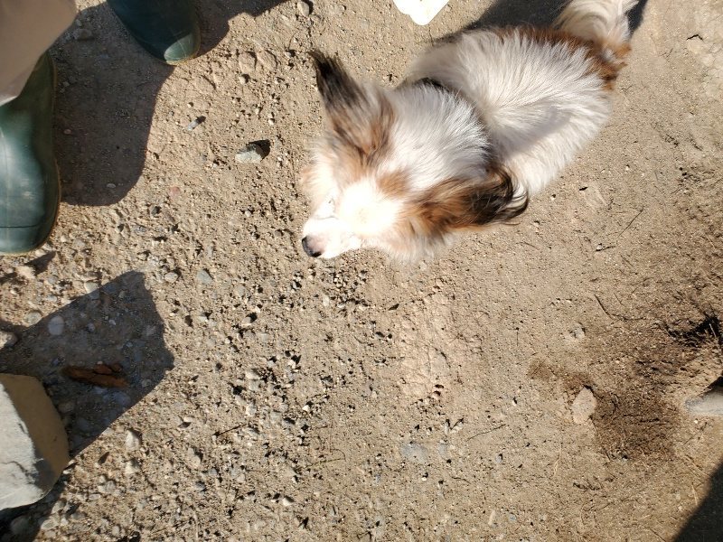 f：id：roukenhome-ann：20200406182611j：plain