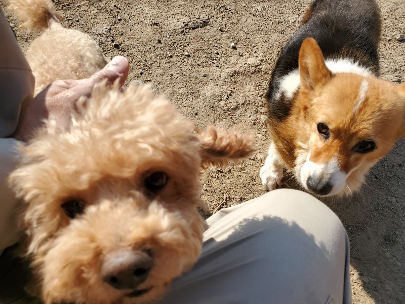 f：id：roukenhome-ann：20200406182737j：plain