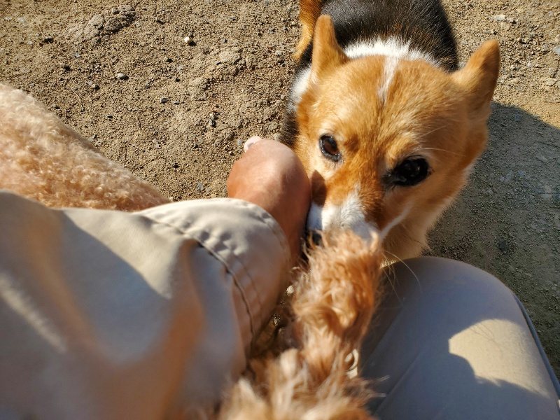 f：id：roukenhome-ann：20200406182741j：plain