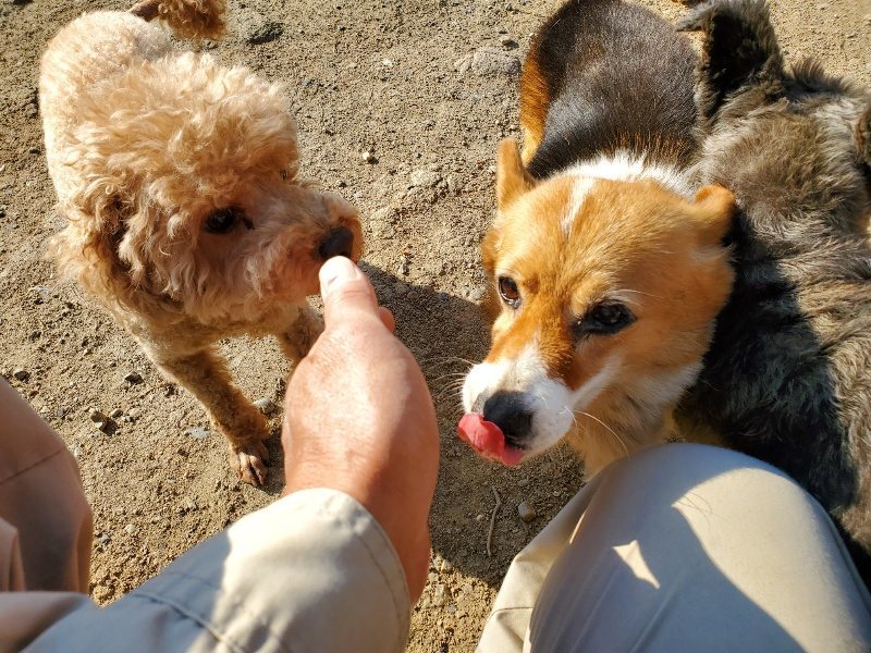 f：id：roukenhome-ann：20200406182746j：plain