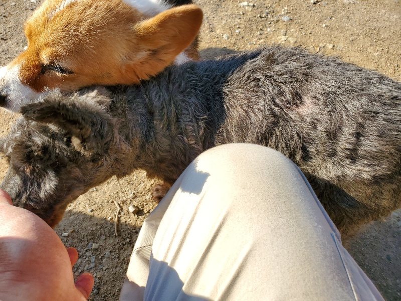 f：id：roukenhome-ann：20200406182753j：plain