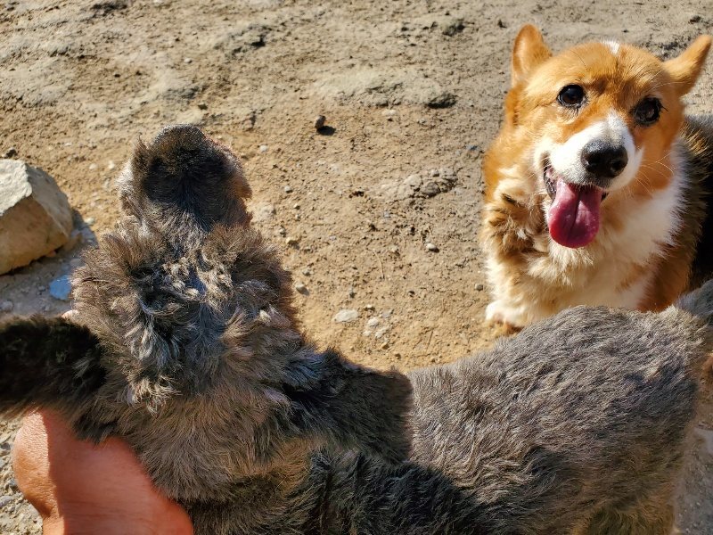 f：id：roukenhome-ann：20200406182805j：plain